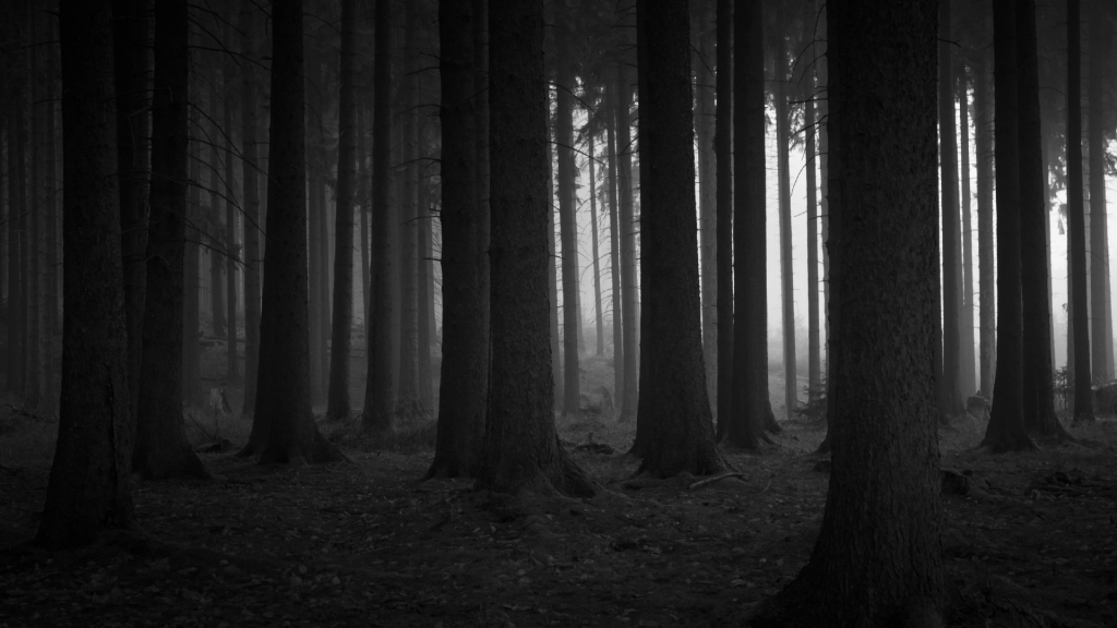 The Black Forest (Schwarzwald)