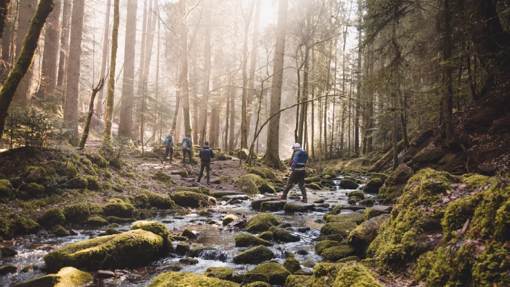 The Black Forest (Schwarzwald)