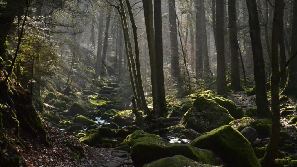 The Black Forest (Schwarzwald)